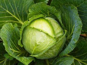 head cabbage