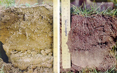 soil samples