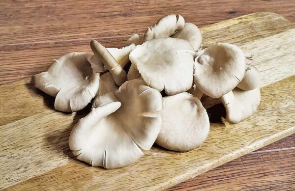 oyster mushrooms 1